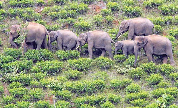 The stray jumbos strolling along tea gardens in Kundhapalam near Ooty. (Photo: DC) The stray jumbos strolling along tea gardens in Kundhapalam near Ooty. (Photo: DC)
